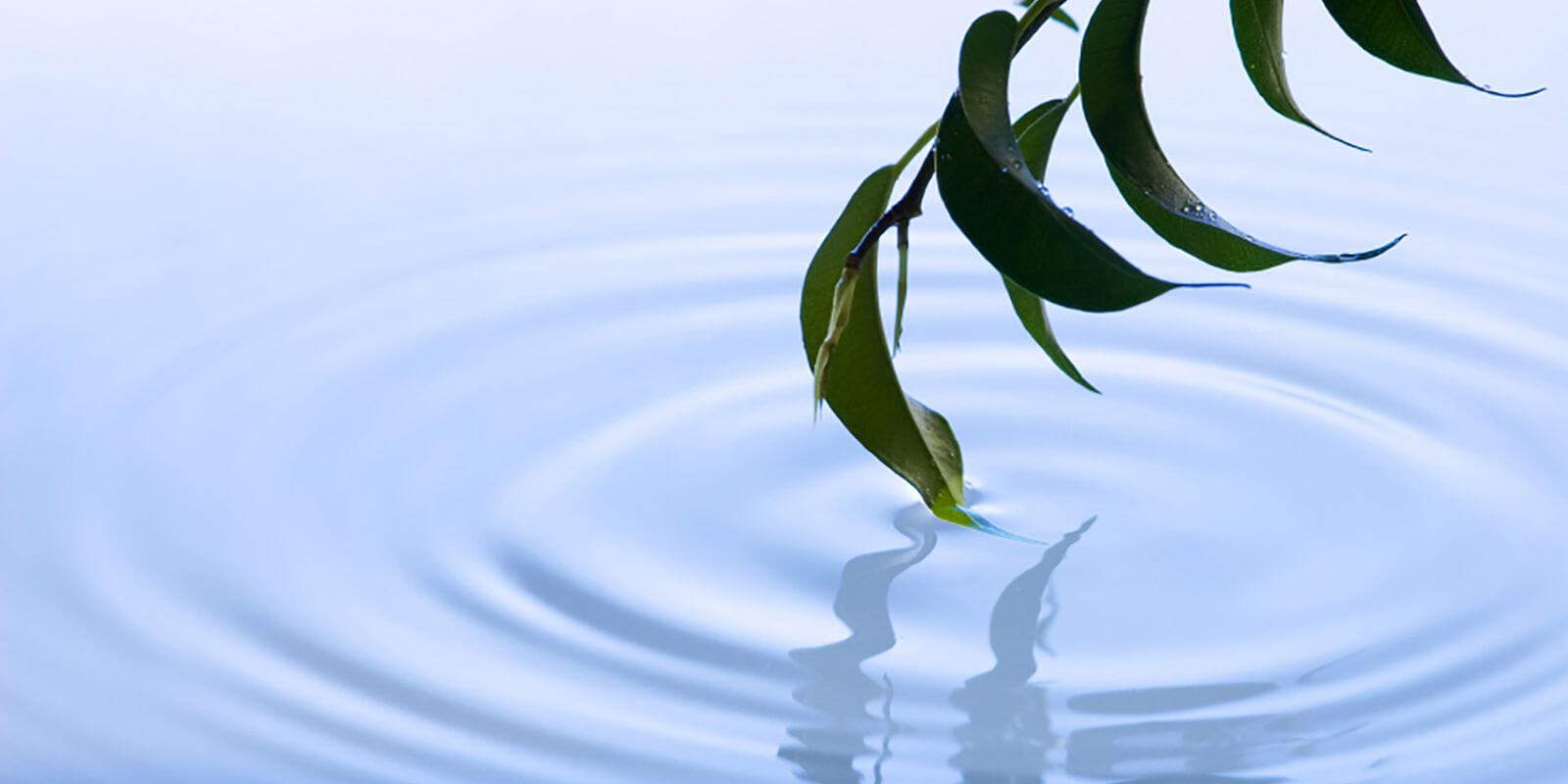 Leaf in pond